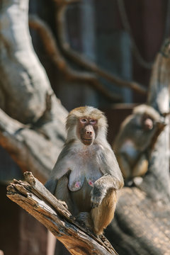 Baboon Monkey chilling