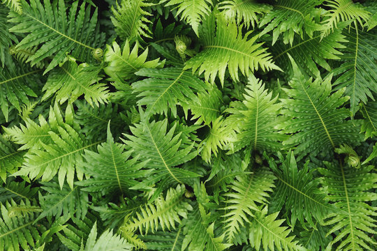 Green leaves of a blechnum fern