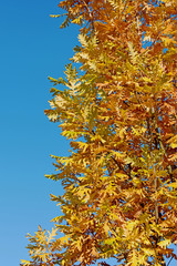 Eiche, Quercus ,Herbstfärbung