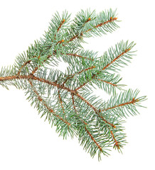 branch of blue spruce. on a white background