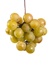 ripe bunch of green grapes. isolated on white background
