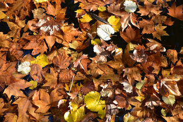 Feuilles mortes au jardin en automne