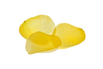 Pétalos amarillos aislados