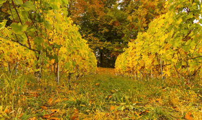 Autumn vineyard