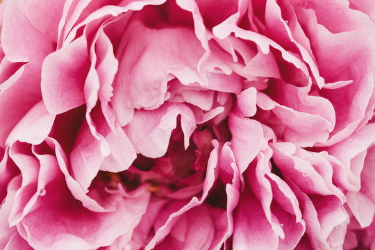 macro image of pink peony petals