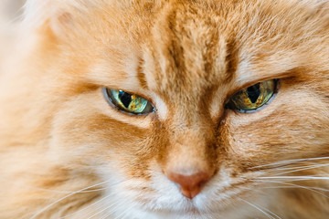 Fototapeta premium Sad red cat muzzle with beautiful eyes, close up