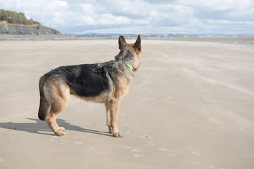 Rear view image of an Alsatian dog playing on a sandy beach on a sunny day  