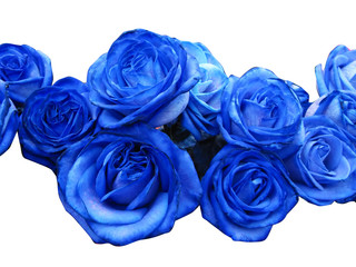Obraz premium Niebieskie róże