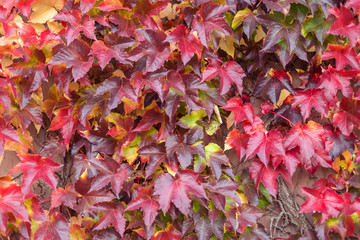 Beautiful multicolor leafs