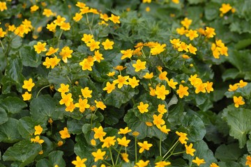 Obraz premium Marsh Marigolds