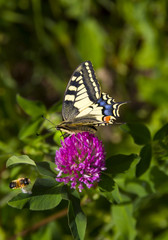 Fototapeta na wymiar Butterfly - Papilio machaon, the Old World swallowtail - on a pink flower in the meadow and bee; Imago with yellow wings, black vein markings and with a red eye spot at the end of the tails.