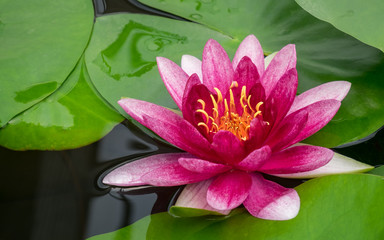 pink lotus flower and plant