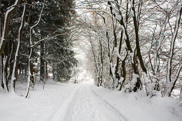 Trees with snow and winter road.