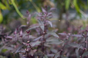 Purple Flowers
