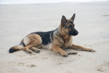 Alsatian dog laying on a sandy beach  