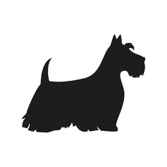  Silhouette of the terrier on the white background.