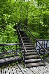 wooden stairs in the forest