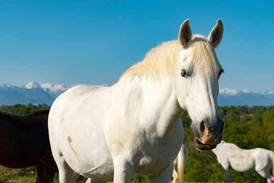 white horse in the meadow, the Pyrenees mountains in the background