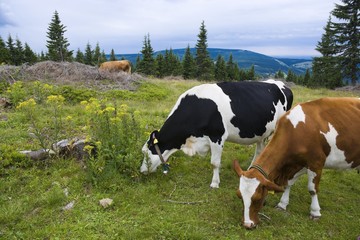 Fototapeta na wymiar Cows grazing on a mountain glade, Karkonosze