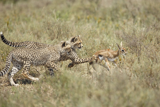 Cheetahs Hunting