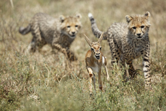 Cheetahs Hunting