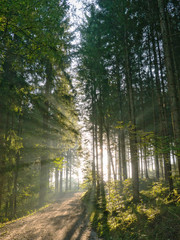 Fototapeta premium Sonnenaufgang im Wald