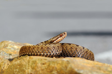 beautiful common european viper basking on stone