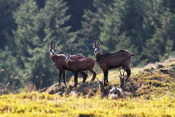 chamois family in the mountains