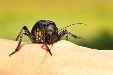 close up of big bellied cricket