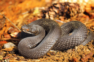 black Vipera berus on forest ground