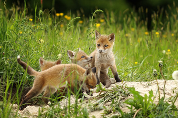 cute fox brothers  the burrow
