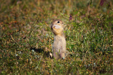 cute ground squirrel in natural habitat