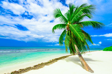 paradise tropical beach palm the Caribbean Sea