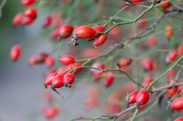 Fototapeta premium Red mature berries of brair in natural