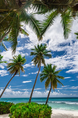 Obraz na płótnie Canvas paradise tropical beach palm the Caribbean Sea