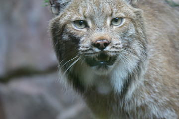 Fototapeta premium Canadian lynx