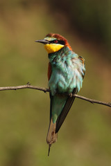 The European bee-eater (Merops apiaster) is sitting on thin branch with green and yellow background, beautiful bird