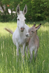 Eselstute mit ihrem Fohlen