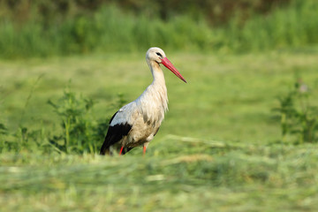white stork foraging for food in the green field