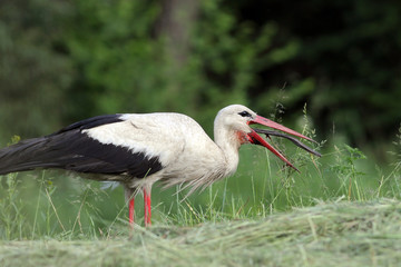 white stork eating slowworm