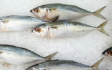Advertise, Business, Food Concept - Close up of fresh mackerels on ice in the supermarket
