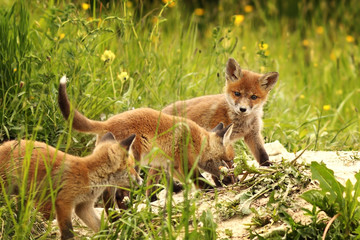 young red foxes playing near the burrow