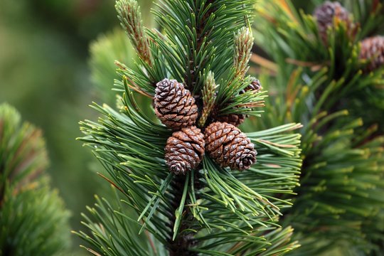 Dwarf Mountain Pine (Pinus mugo)