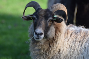 Big horned long hair sheep in a field of grass