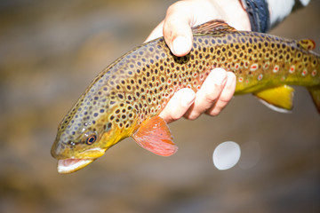 Brown trout