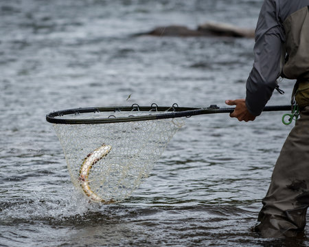 Fish in Net