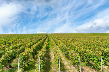 Fototapeta na wymiar Row vine grape in champagne vineyards at montagne de reims, France