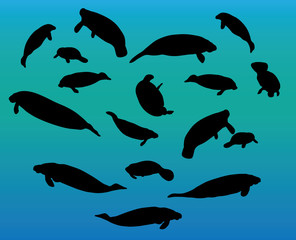 Manatee silhouette swimming and floating in water different positions and sizes vector clip art
