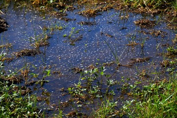 Feuchtgebiet in einer Moorlandschaft mit flachem Wasser, Algen- und Schilfbewuchs und Luftblasen auf der Oberfläche