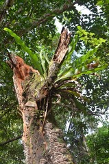 Plante épiphyte sur branche morte, luxuriante jungle du Costa Rica
